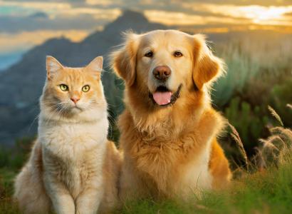 Waw Pet Bed time story